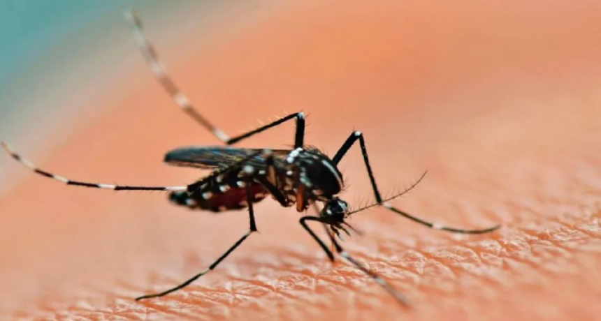 El Ministerio de Salud emiti&oacute; una alerta por casos de dengue