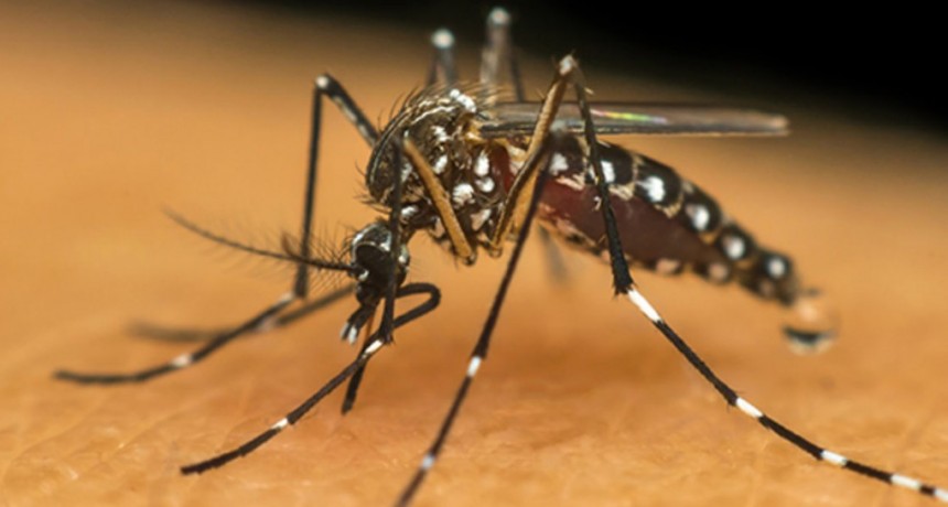 Santa Fe registr&oacute; nueve casos aut&oacute;ctonos de dengue y dos nuevos casos de Encefalitis Equina