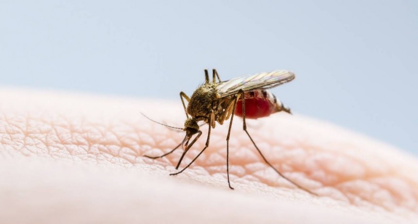 En una semana se duplicaron los casos de dengue en la provincia