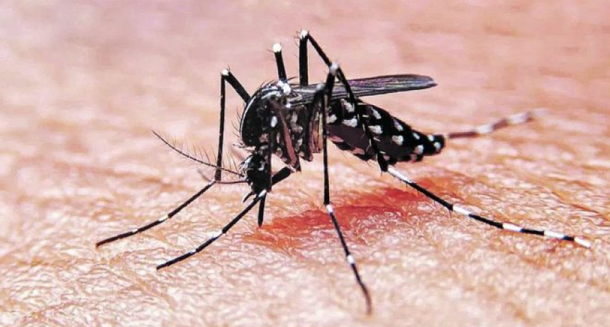 Detectaron un caso de dengue en el norte de la ciudad