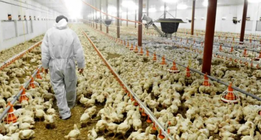 Gripe aviar: el Senasa suspendi&oacute; las exportaciones de pollos y huevos