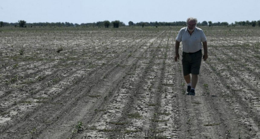 La lluvia trajo alivio a los productores agropecuarios de la provincia