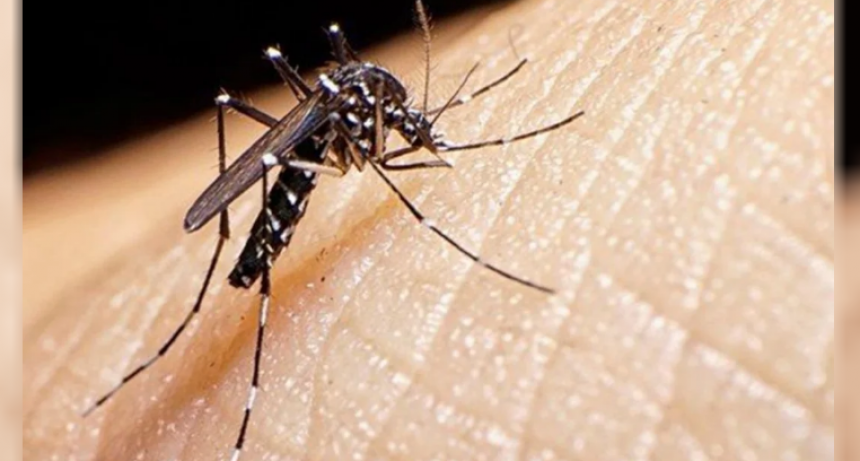 Confirman cinco casos de chikungunya en Santa Fe