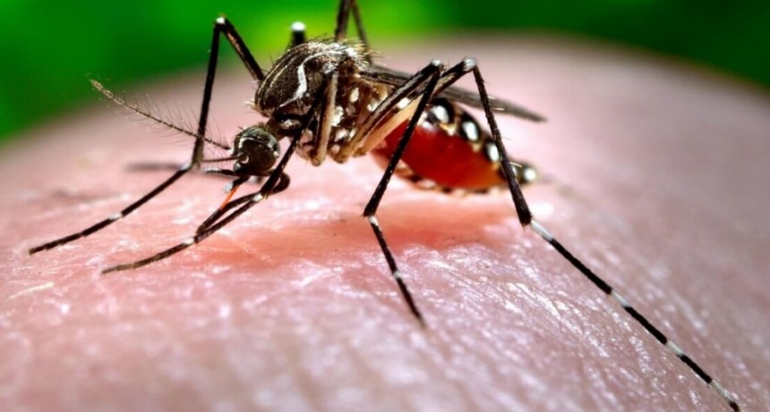 Dengue en Argentina: confirmaron m&aacute;s de 120 mil casos y 79 muertes en los &uacute;ltimos ocho meses