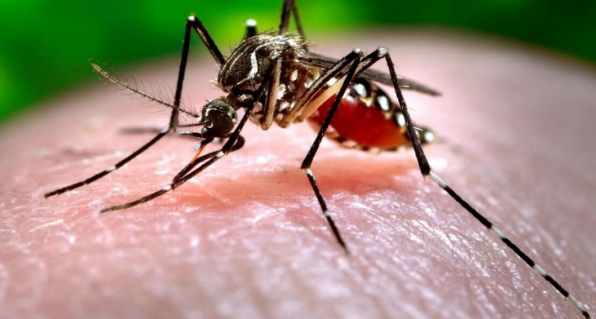 Dengue: guardias de hospitales colapsadas por la gran cantidad de casos