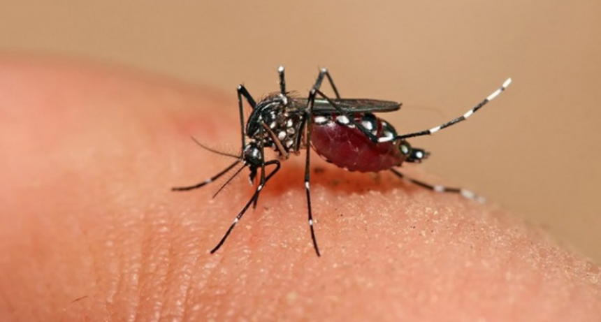 Cu&aacute;les son las principales recomendaciones para prevenir el dengue
