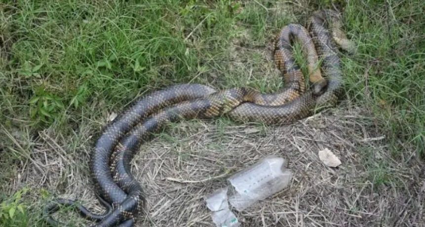 Alerta en la Costanera por dos v&iacute;boras de gran tama&ntilde;o entre los pastizales