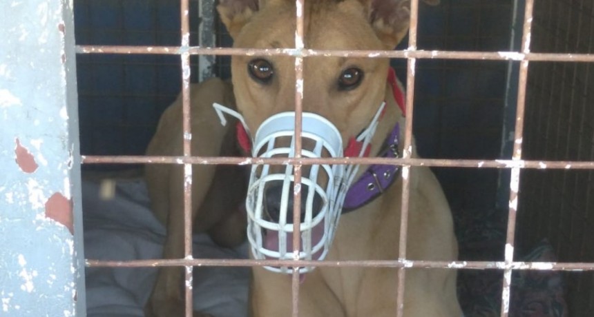 Desarticulan una carrera clandestina de perros galgos en Santo Tom&eacute; y rescataron a m&aacute;s de 60 animales