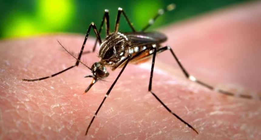 Advierten sobre un posible brote de dengue