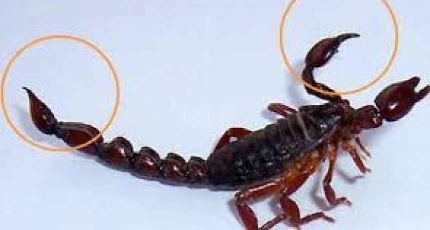 Siete menores internados por picaduras de alacranes en Santa Fe