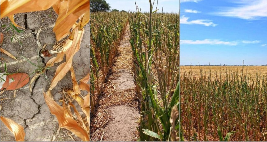 Santa Fe estudia prorrogar la emergencia agropecuaria por la sequ&iacute;a