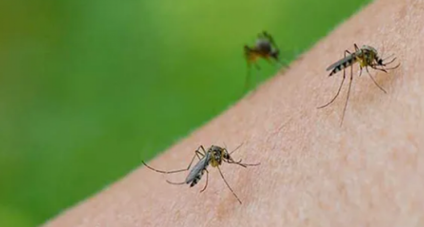 Santa Fe invadida por mosquitos: por qu&eacute; no se fumiga