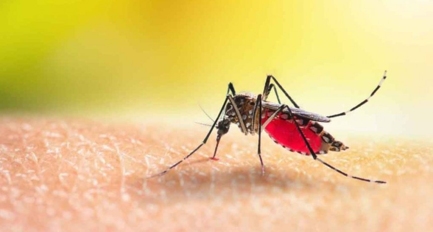 Trucos caseros para espantar a los mosquitos