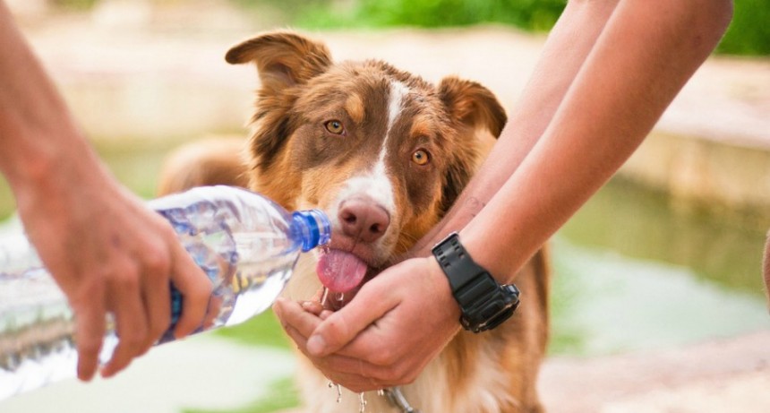 Cinco tips para cuidar a las mascotas de los golpes de calor